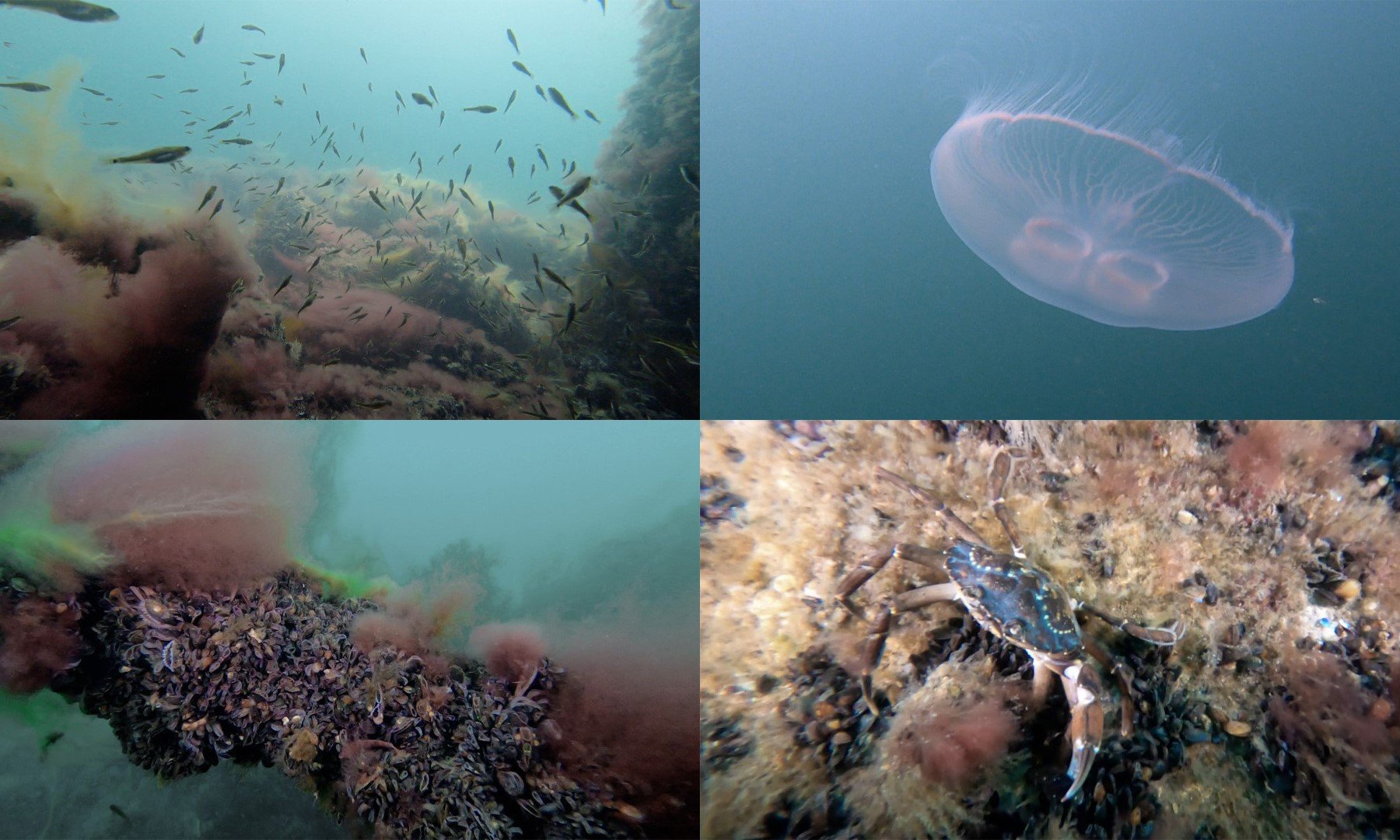 Kollage med fyra bilder undervattensbilder från Lillgrund